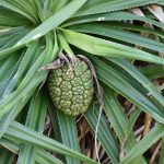 旅日記：奄美大島編 その1